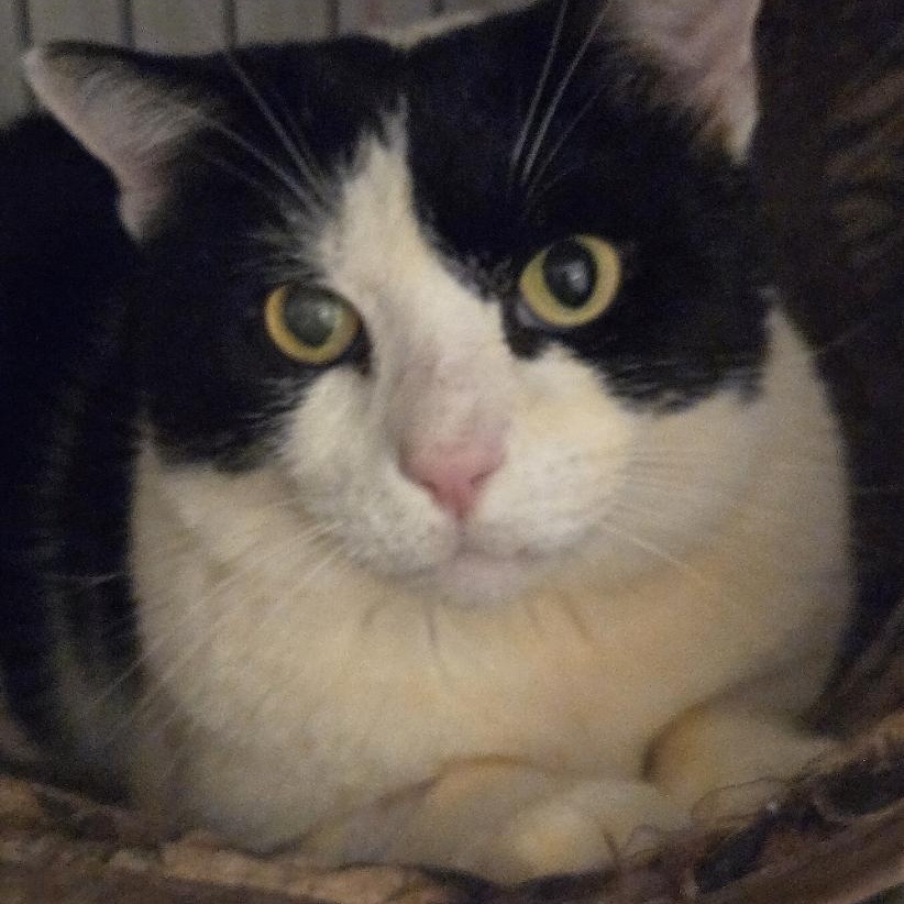 Enlarge Mossimo, a ADOPTABLE mixed breed in Miami Beach, FL image 2/5