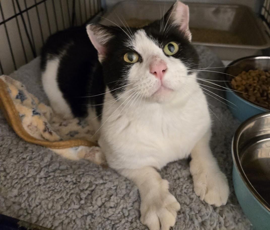 Enlarge Mossimo, a ADOPTABLE mixed breed in Miami Beach, FL image 3/5