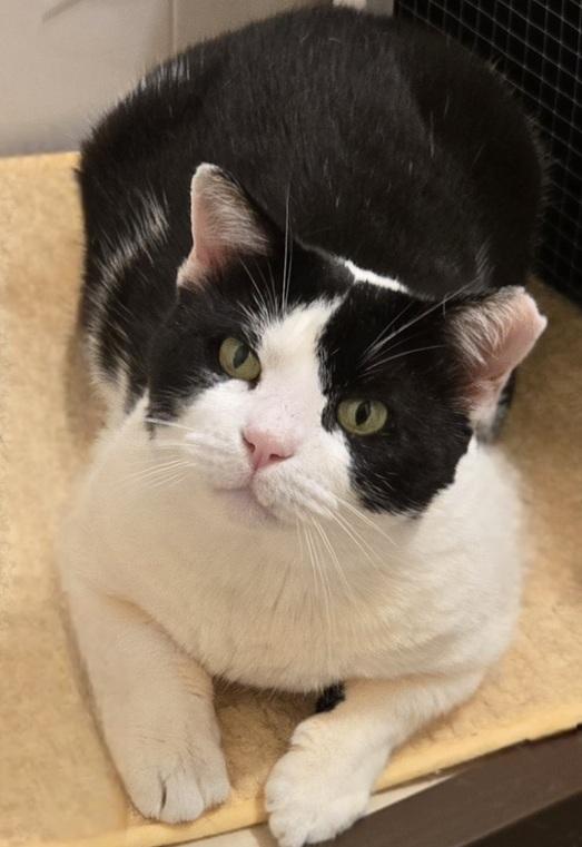 Mossimo, a ADOPTABLE mixed breed in Miami Beach, FL image 1/2