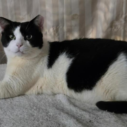 Mossimo, ADOPTABLE, Adult Male Domestic Short Hair.