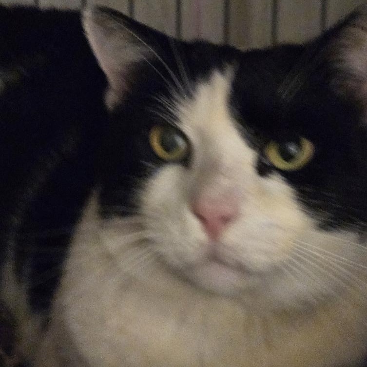 Enlarge Mossimo, a ADOPTABLE mixed breed in Miami Beach, FL image 4/5