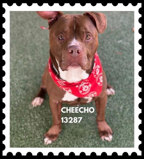 Enlarge Cheecho (878), a Adoptable mixed breed in Marietta, GA image 1/2