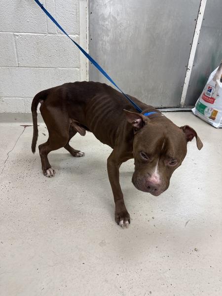 Enlarge Cheecho (878), a Adoptable mixed breed in Marietta, GA image 2/2