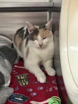 Enlarge Star, a ADOPTABLE Domestic Short Hair in Manitowoc, WI image 1/1