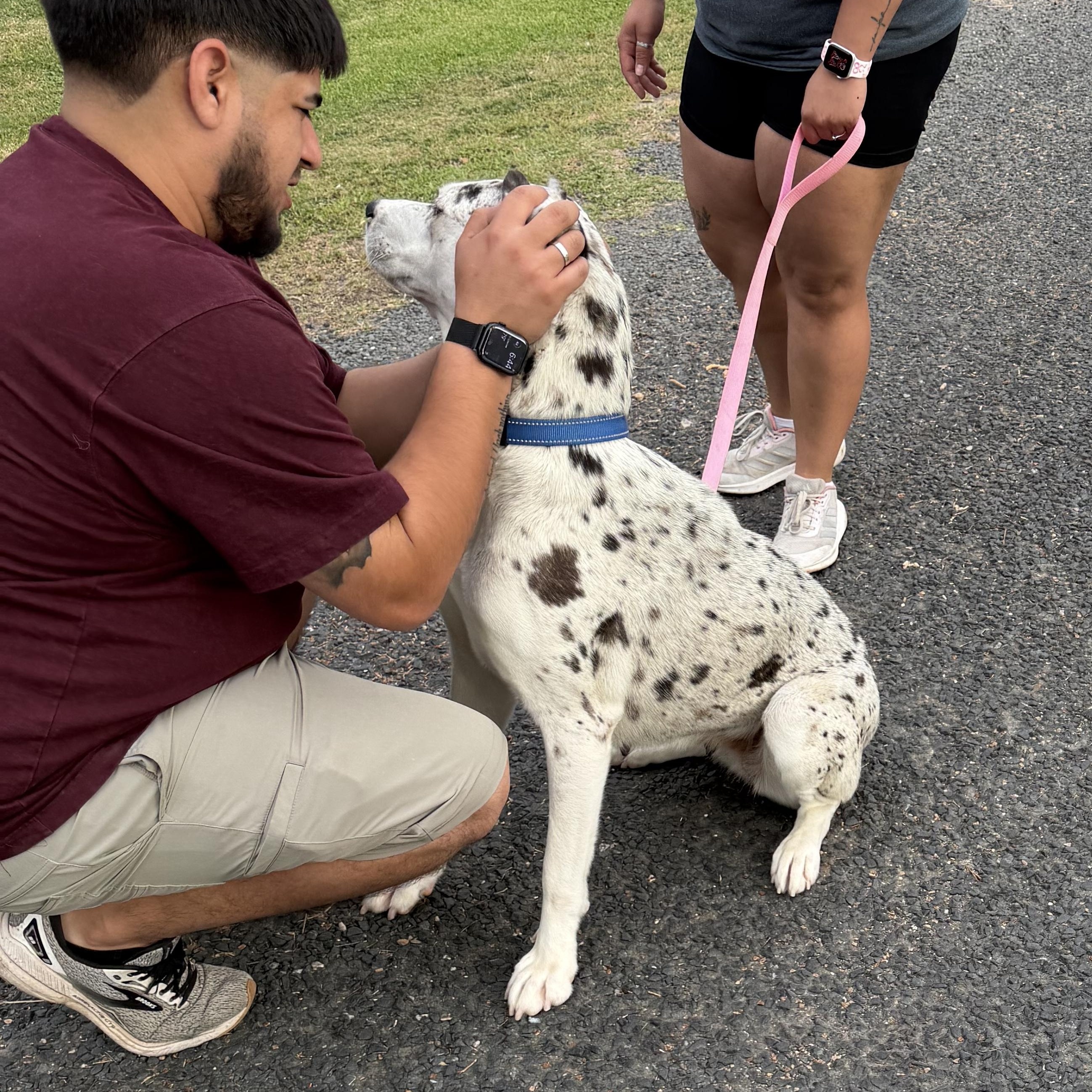 Enlarge Shasta - Local April 24-26, a ADOPTABLE mixed breed in Westerly, RI image 2/3
