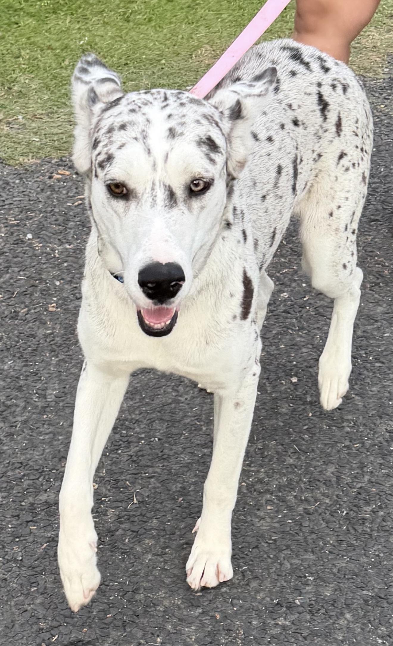 Enlarge Shasta - Local April 24-26, a ADOPTABLE mixed breed in Westerly, RI image 3/3