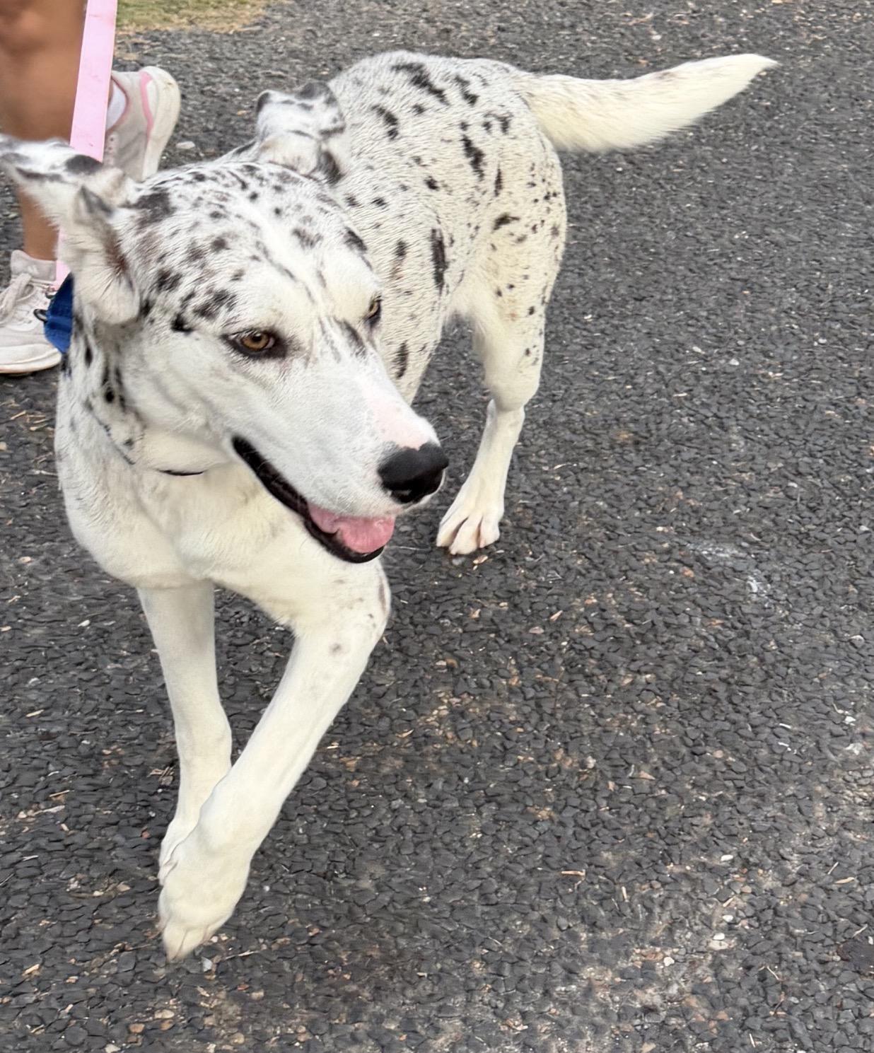 Shasta - Local April 24-26, ADOPTABLE, Young Female Great Dane.
