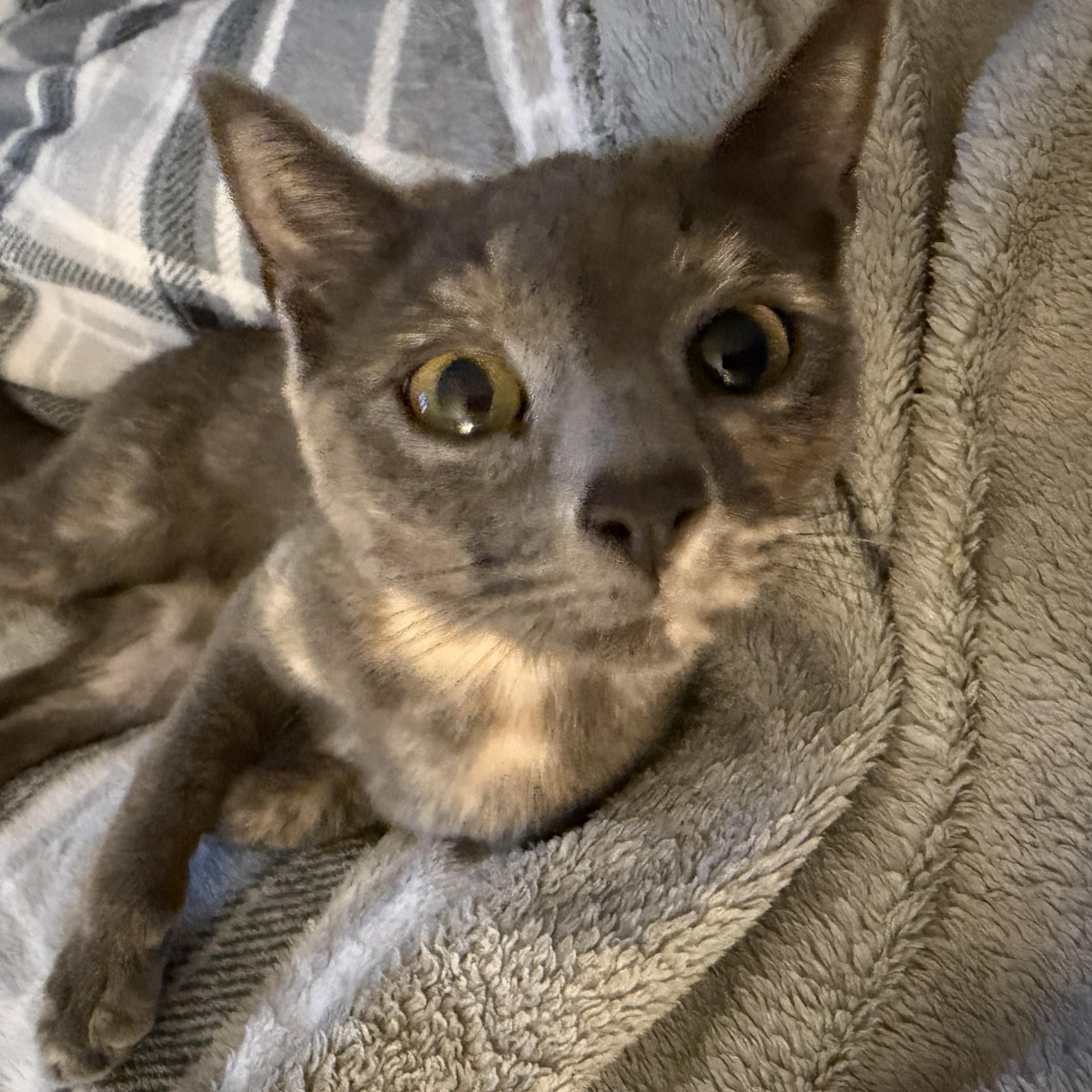 Precious, adopted, Young Female Domestic Short Hair.