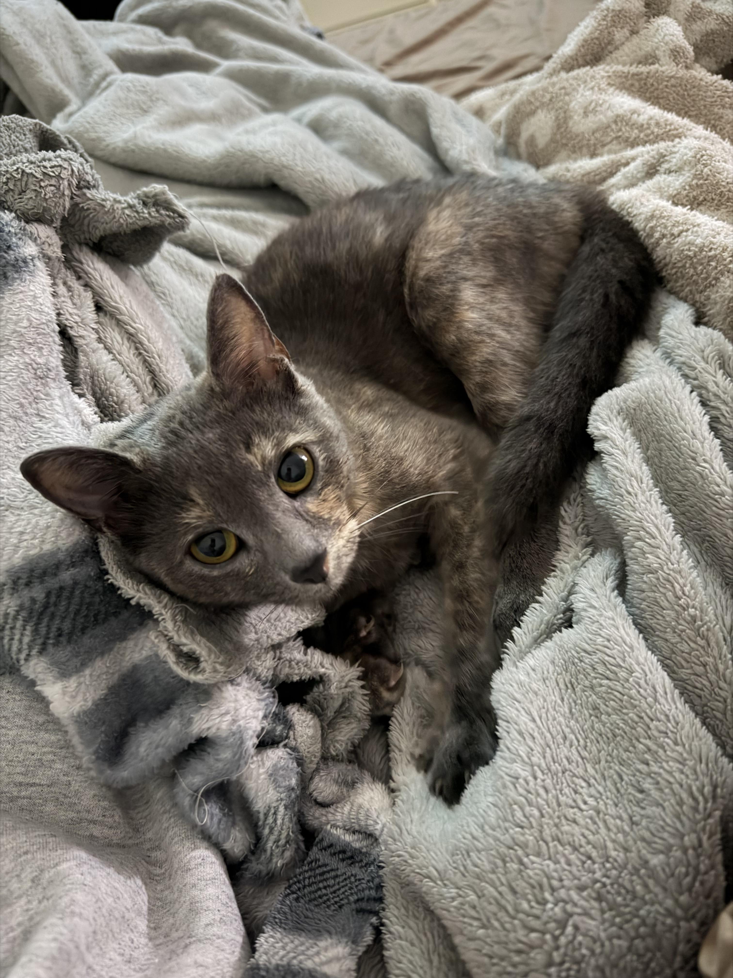 Precious, an adopted mixed breed in Schenectady, NY image 3/5