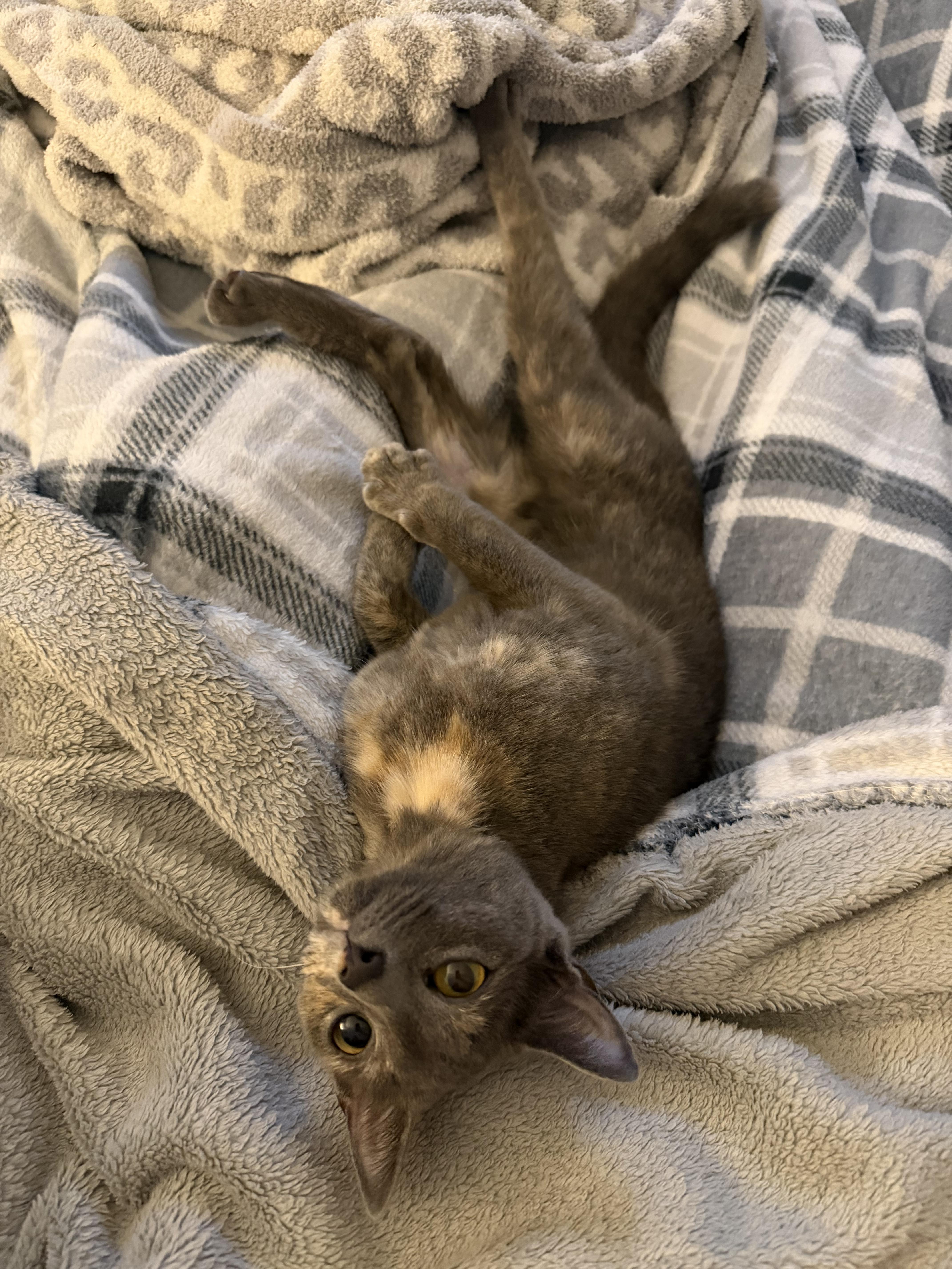 Precious, an adopted mixed breed in Schenectady, NY image 4/5