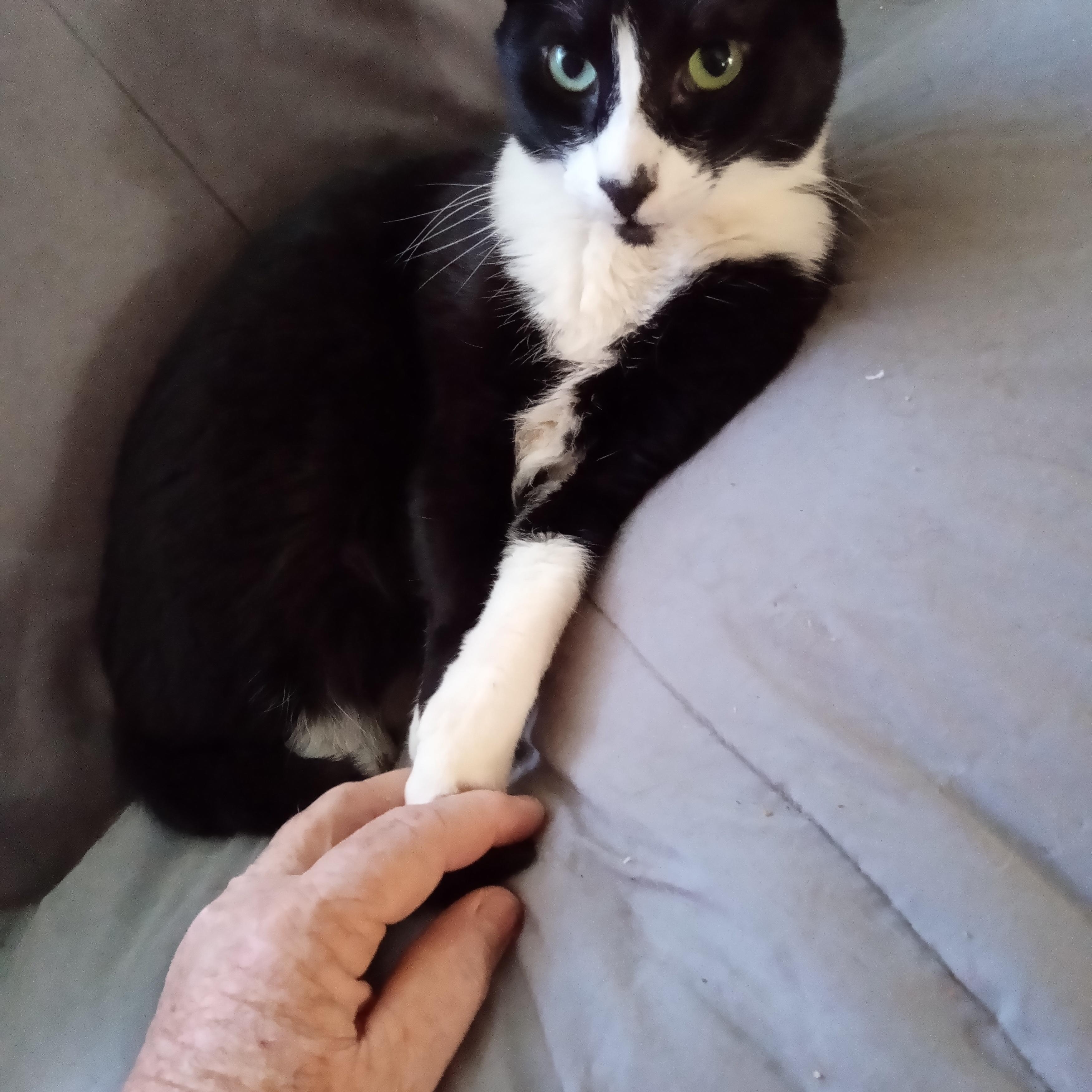 Panda, a Adoptable Domestic Short Hair in Woodland, CA image 1/4