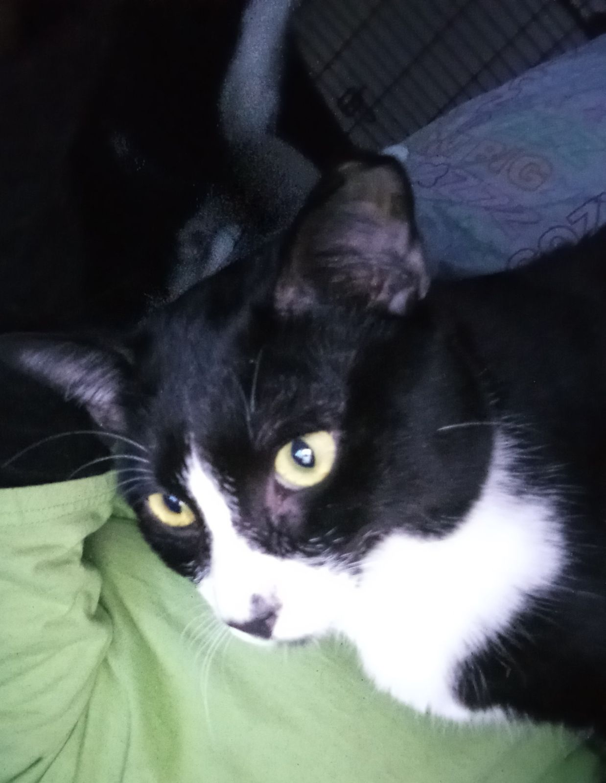 Panda, a Adoptable Domestic Short Hair in Woodland, CA image 2/4