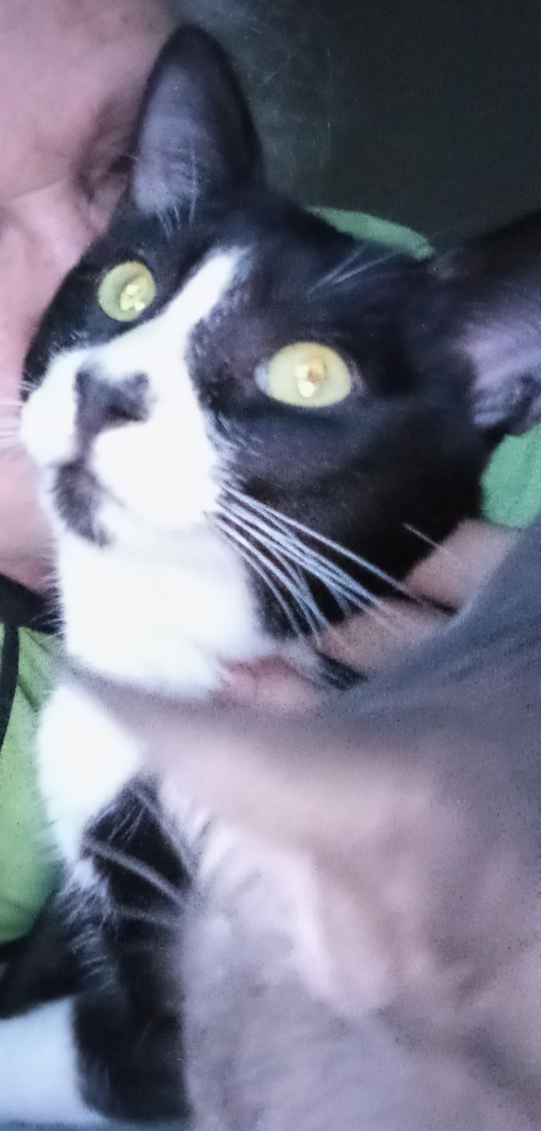 Panda, a Adoptable Domestic Short Hair in Woodland, CA image 4/4