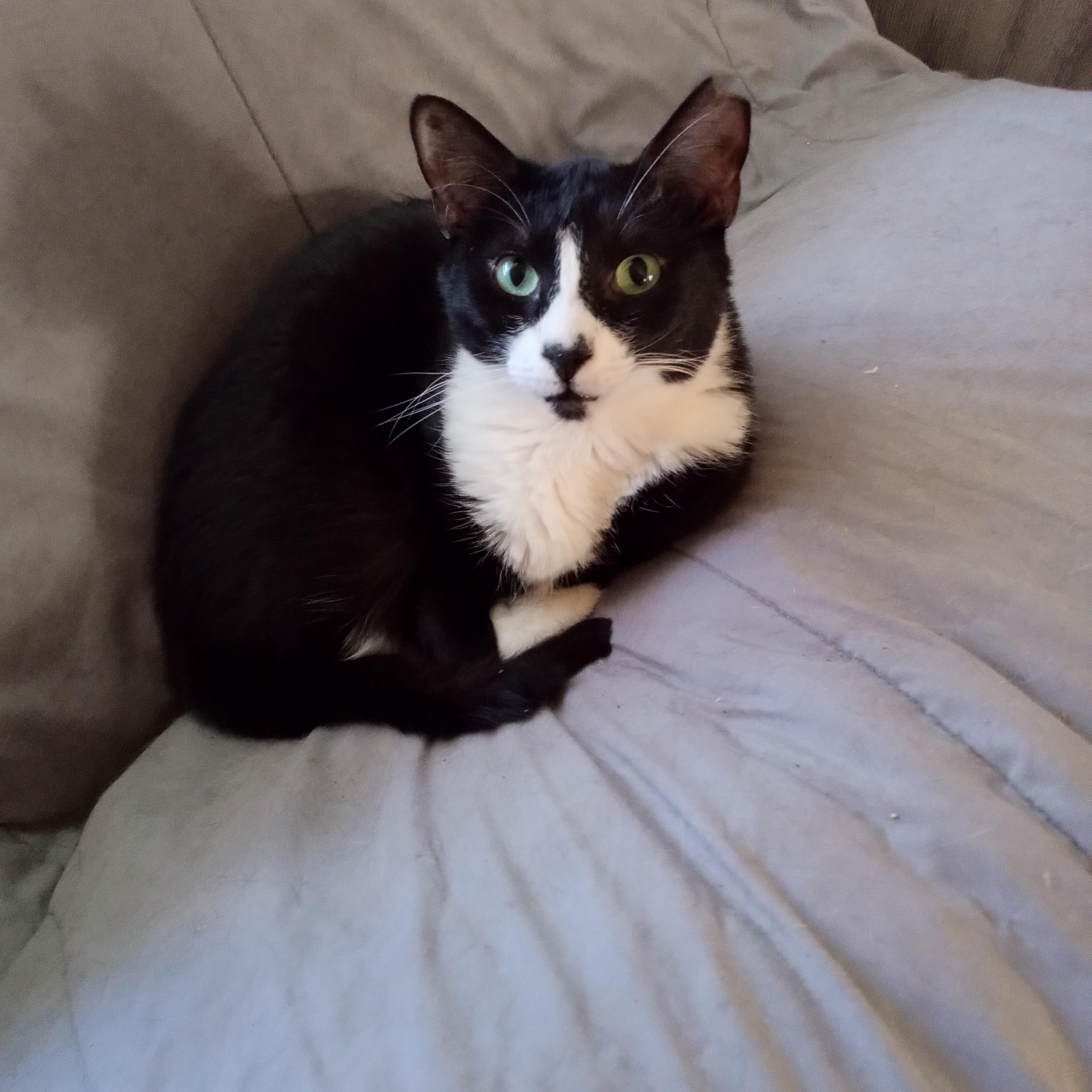 Panda, a Adoptable Domestic Short Hair in Woodland, CA image 3/4