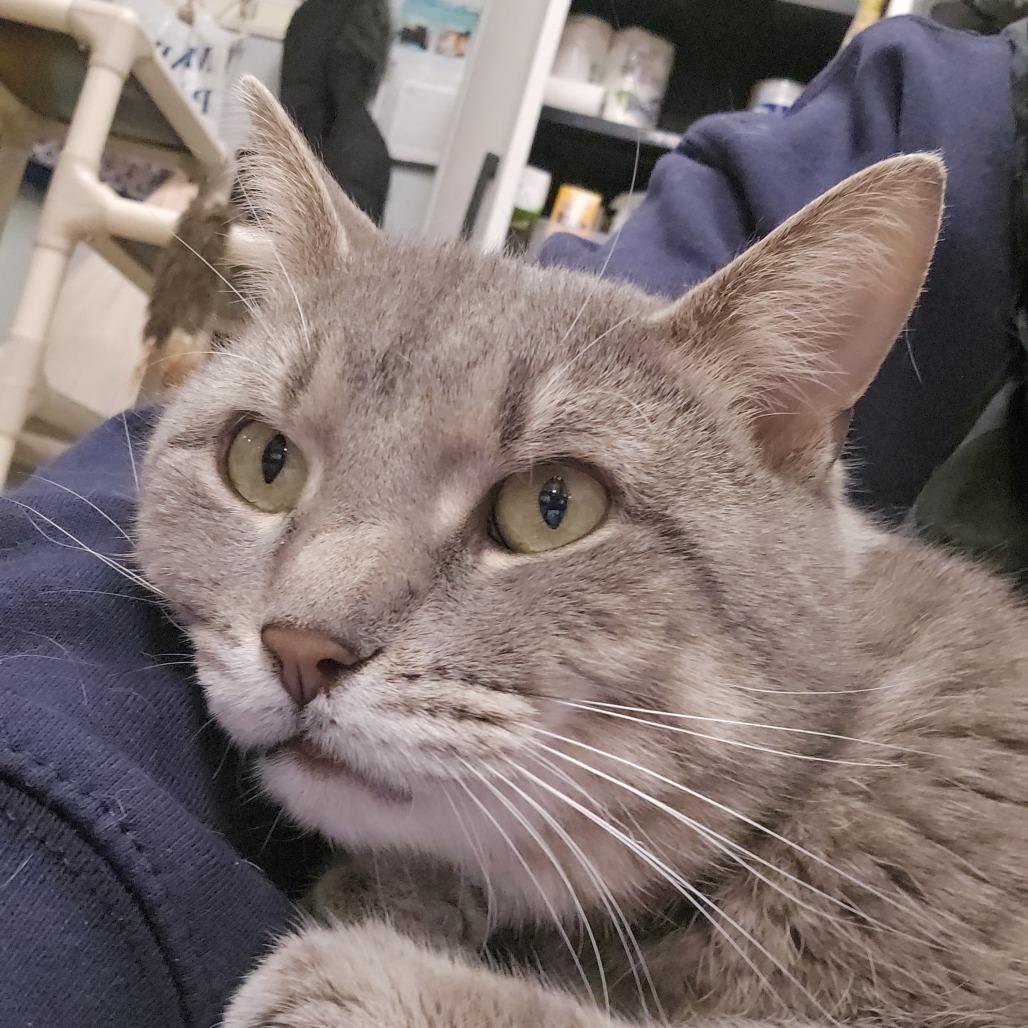 Enlarge Jebediah, a Adoptable Domestic Short Hair in Downers Grove, IL image 1/1