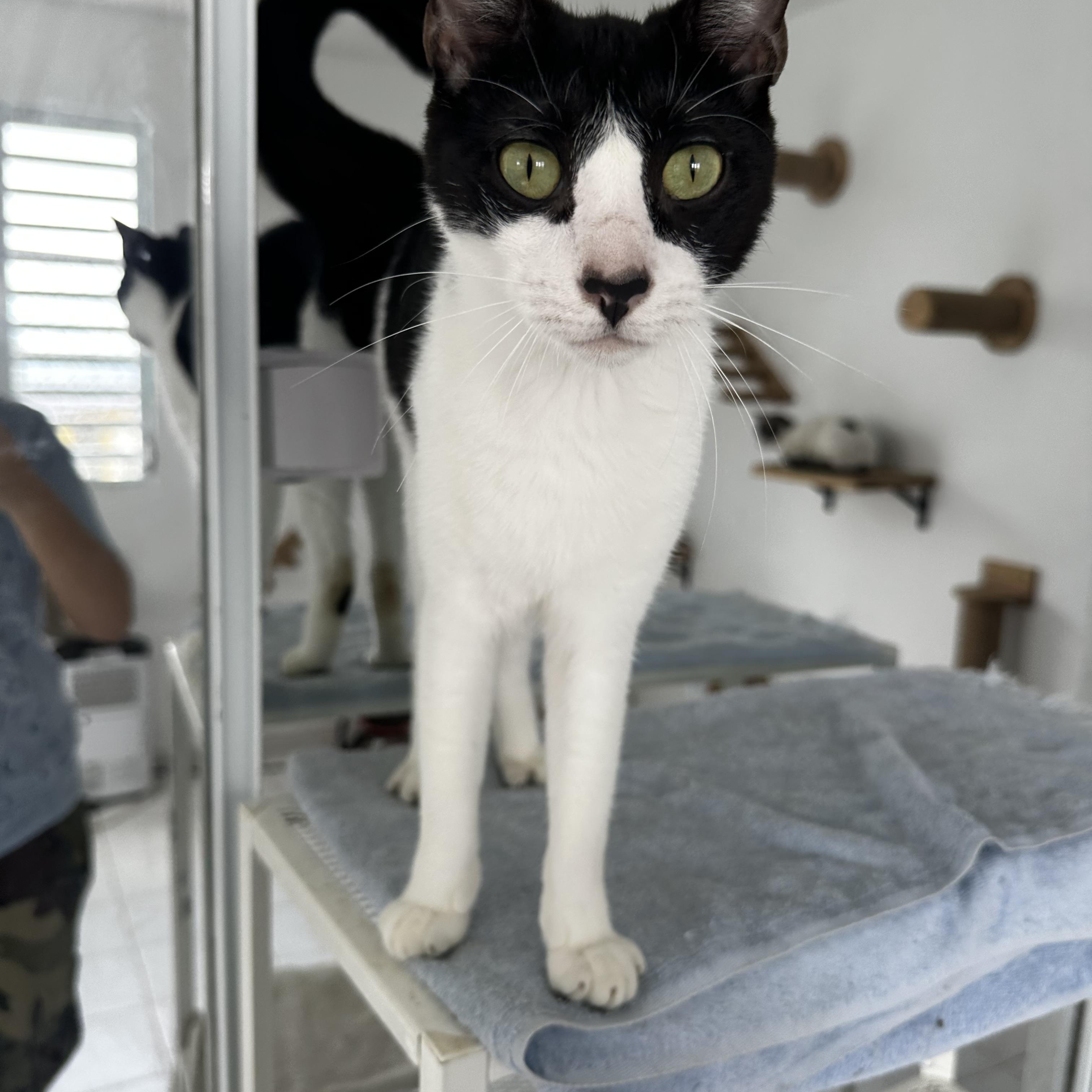 Greko, an adoptable Domestic Short Hair in San Juan, PR_image-1