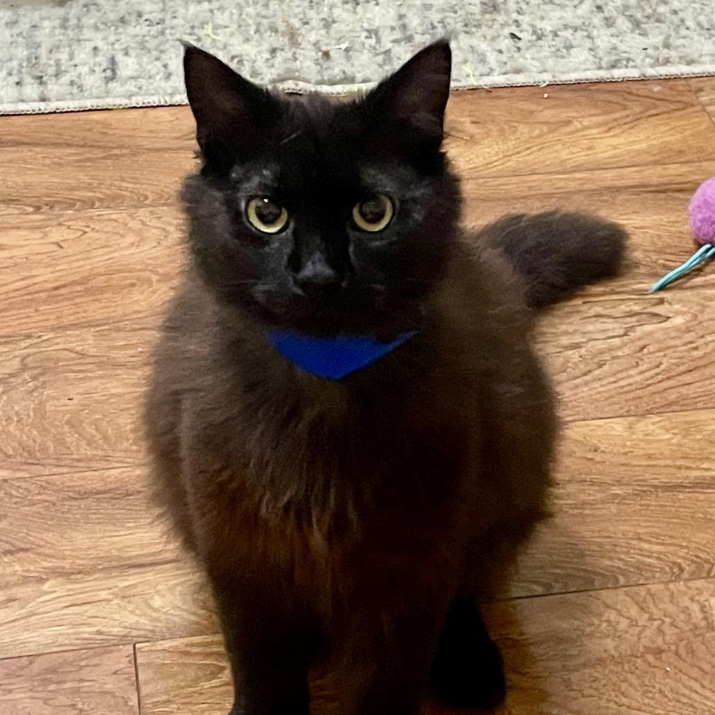 Ash, Adoptable, Young Male Domestic Short Hair.