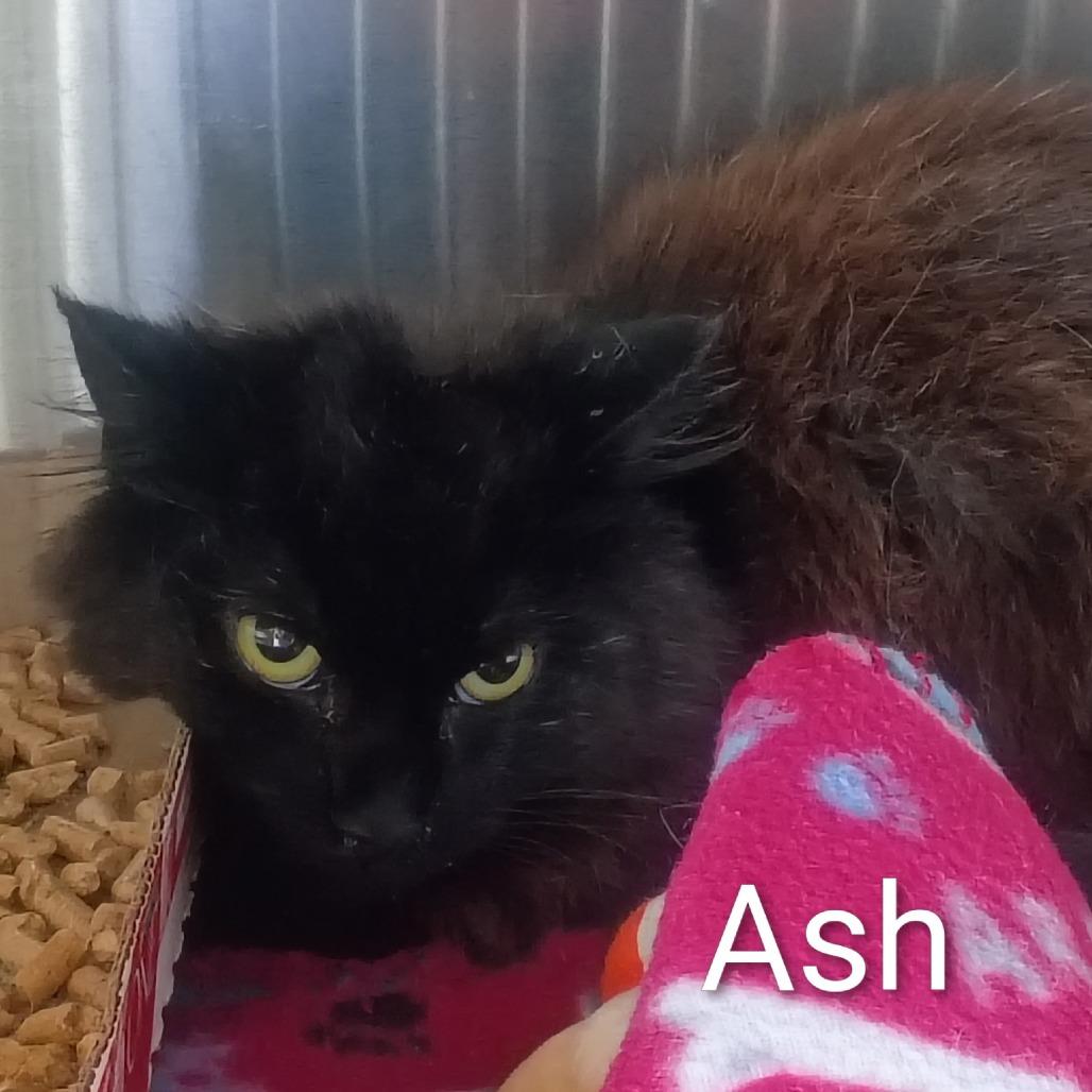 Ash, Adoptable, Young Male Domestic Short Hair.