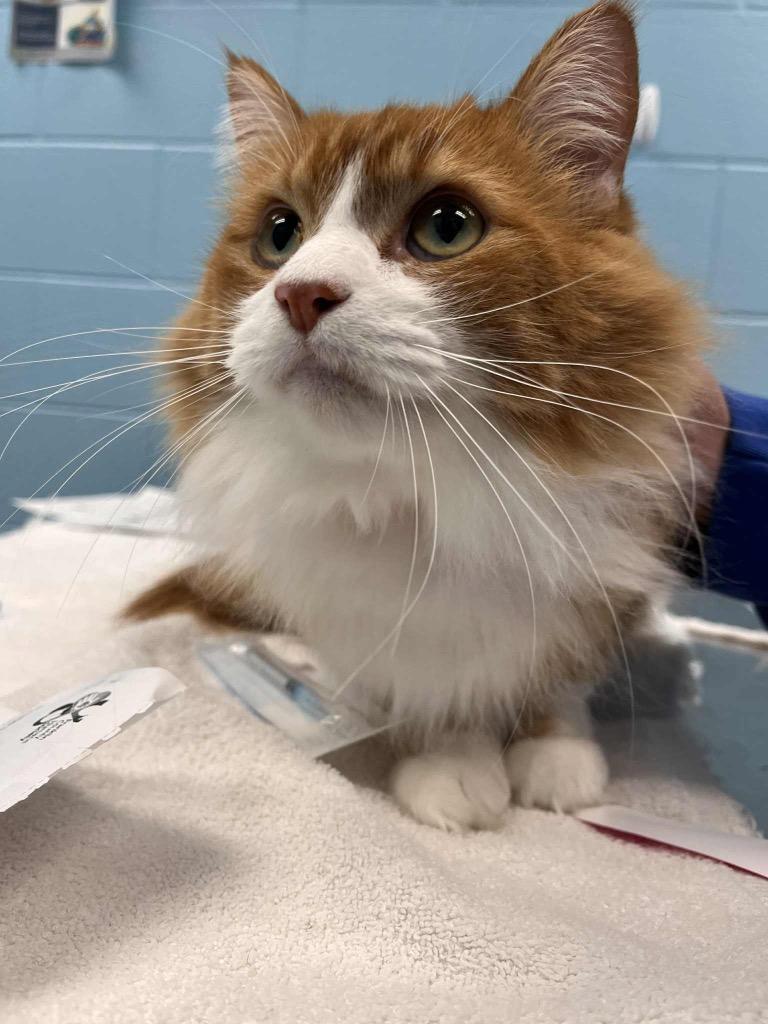 Kyo, adopted, Adult Female Domestic Long Hair.