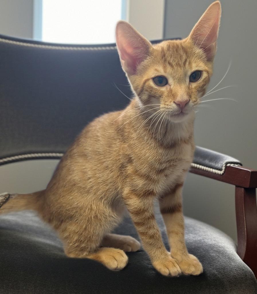 Enlarge Ron-Friendly and Social!, a Adopted mixed breed in Fort Myers, FL image 1/2