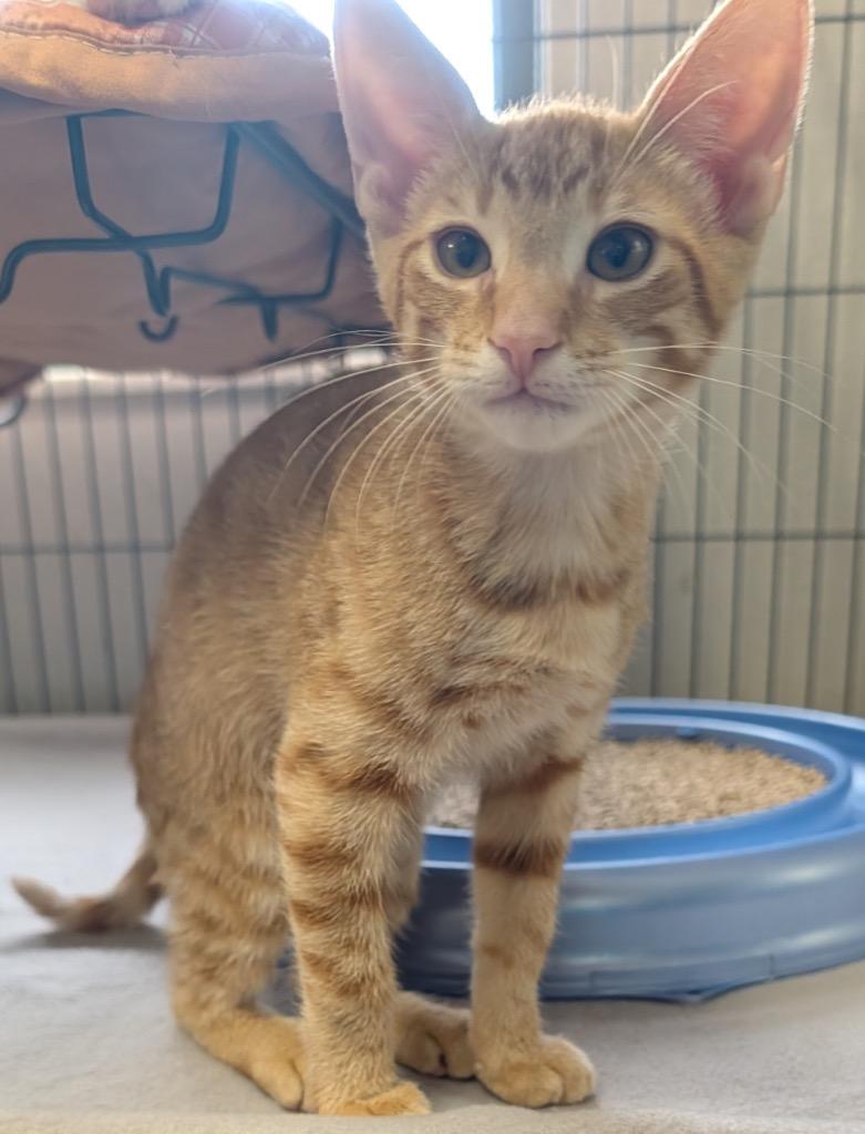 Enlarge Ron-Friendly and Social!, a Adopted mixed breed in Fort Myers, FL image 2/2