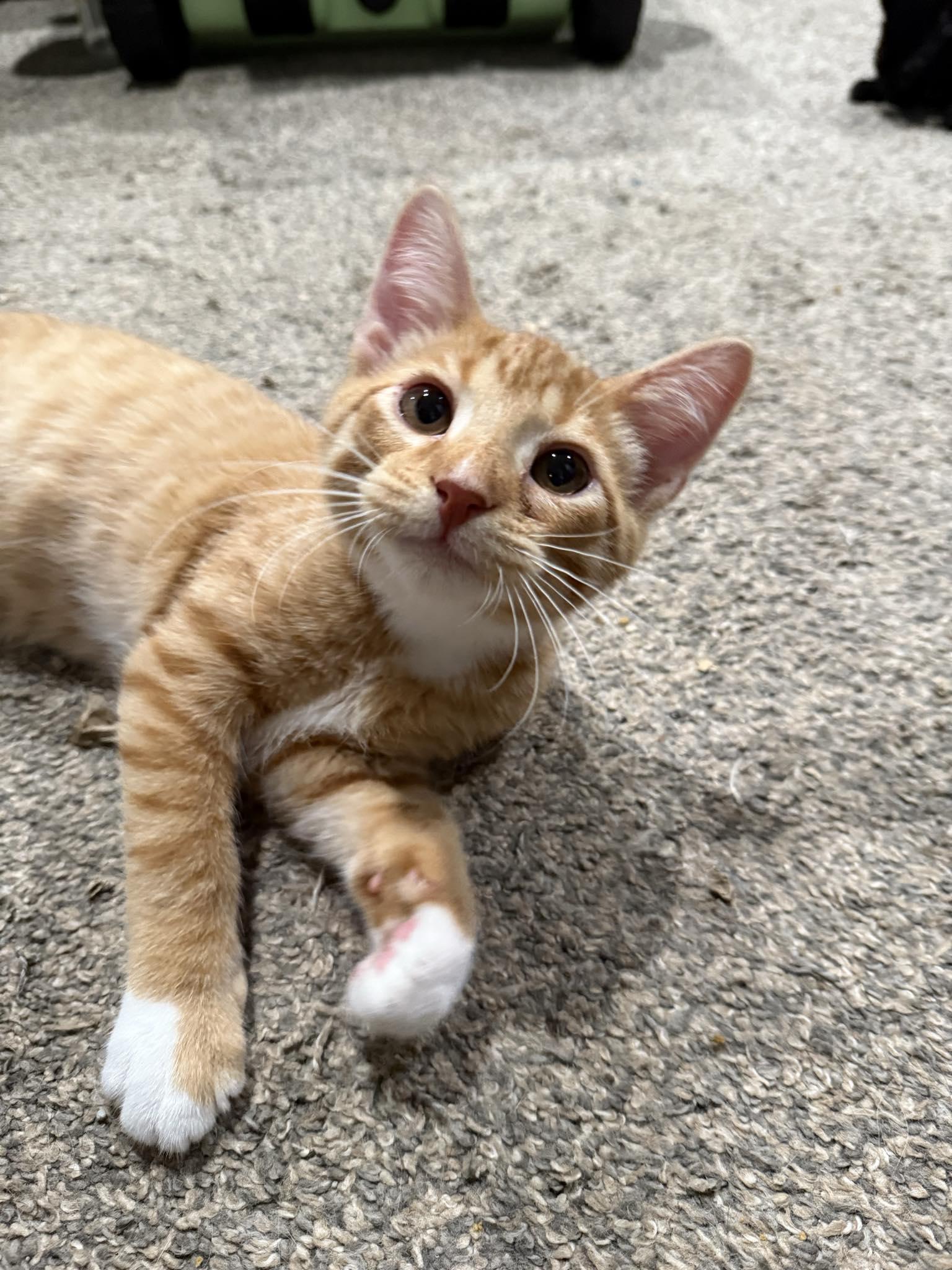 Eli
