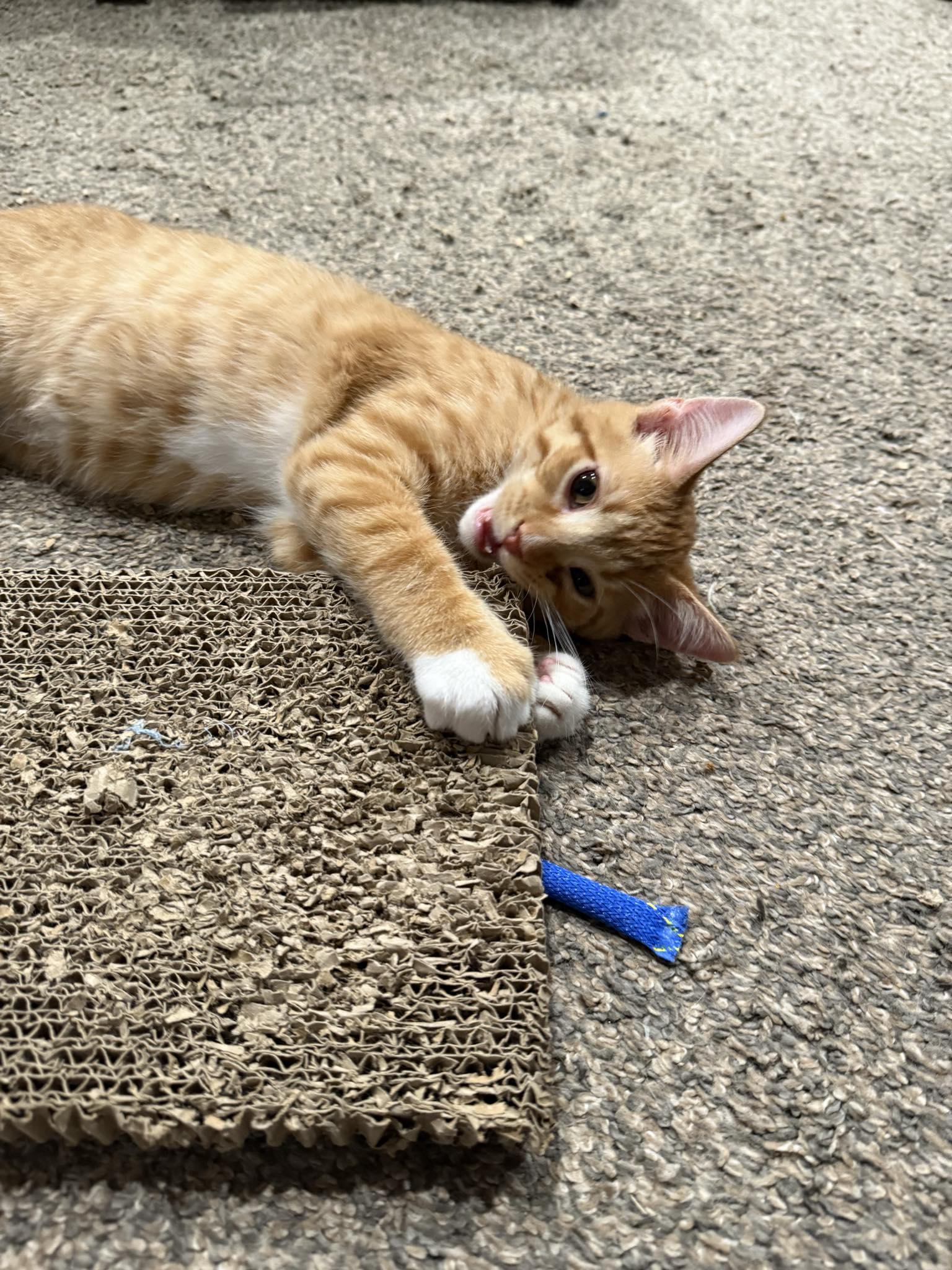 Eli