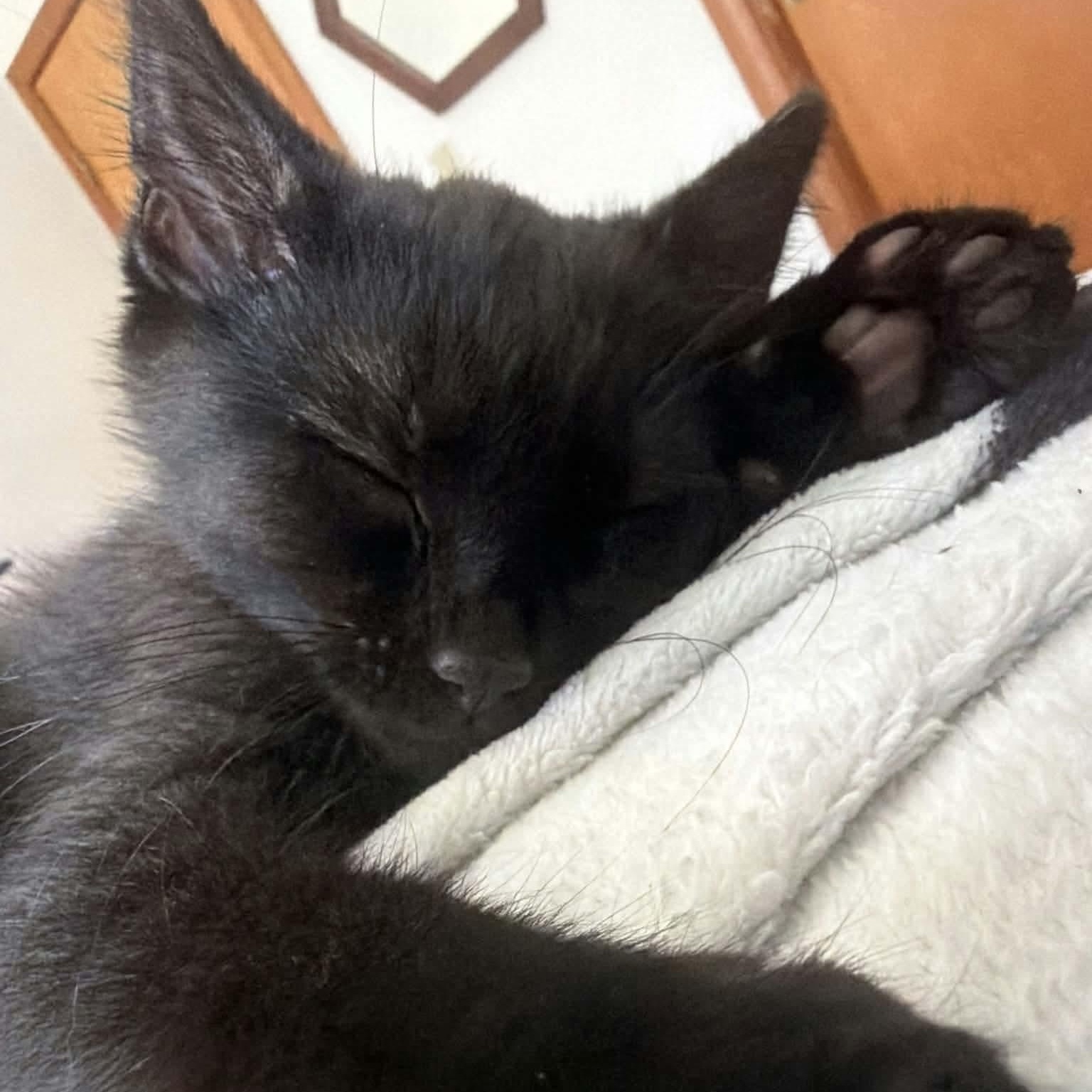 Enlarge Andromeda, a Adopted Domestic Short Hair in Gladstone, OR image 2/3