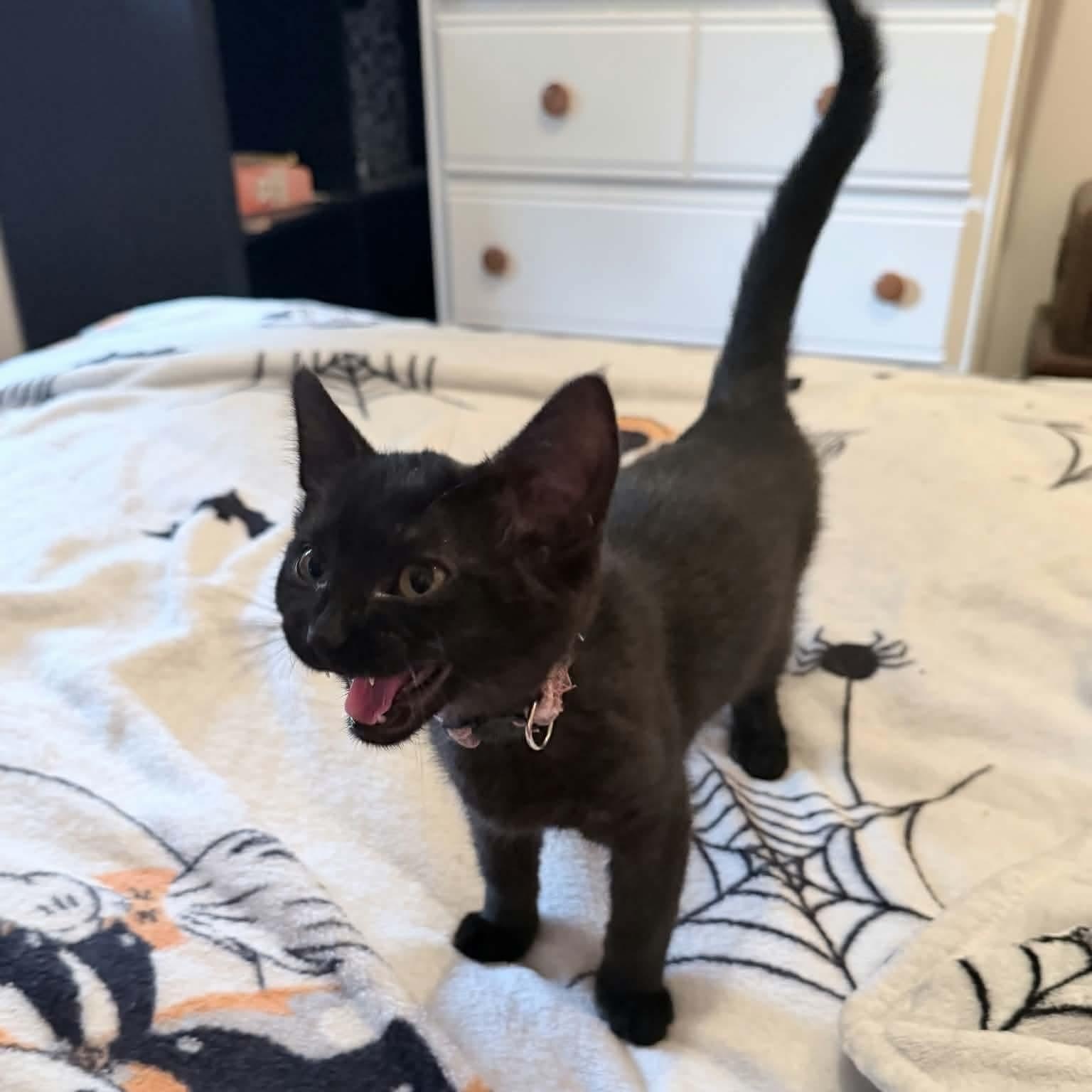 Enlarge Andromeda, a Adopted Domestic Short Hair in Gladstone, OR image 1/3