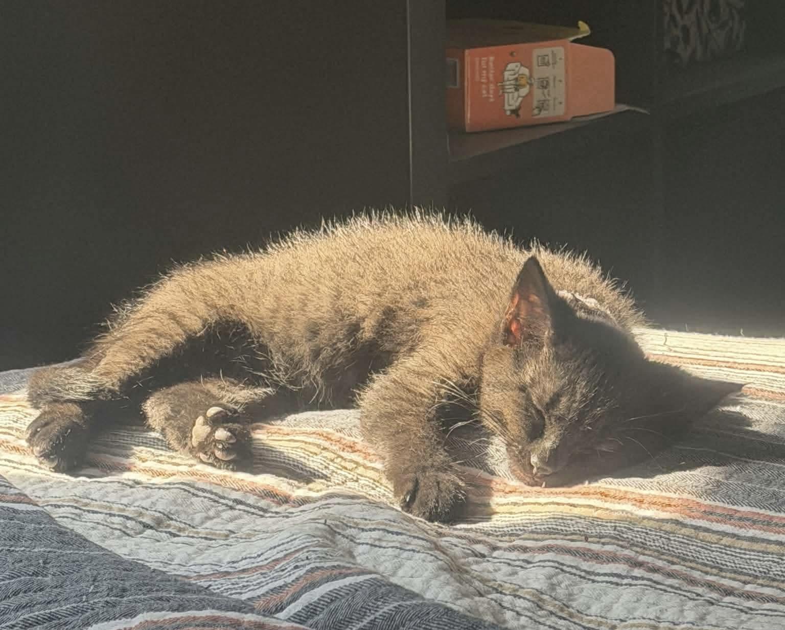 Enlarge Andromeda, a Adopted Domestic Short Hair in Gladstone, OR image 3/3