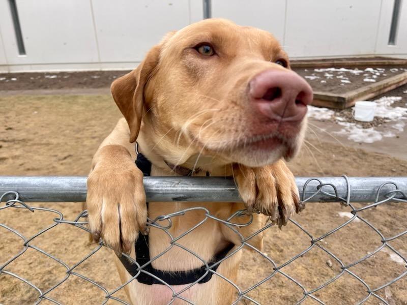 Simon, a Adoptable mixed breed in Meridian, ID image 1/6