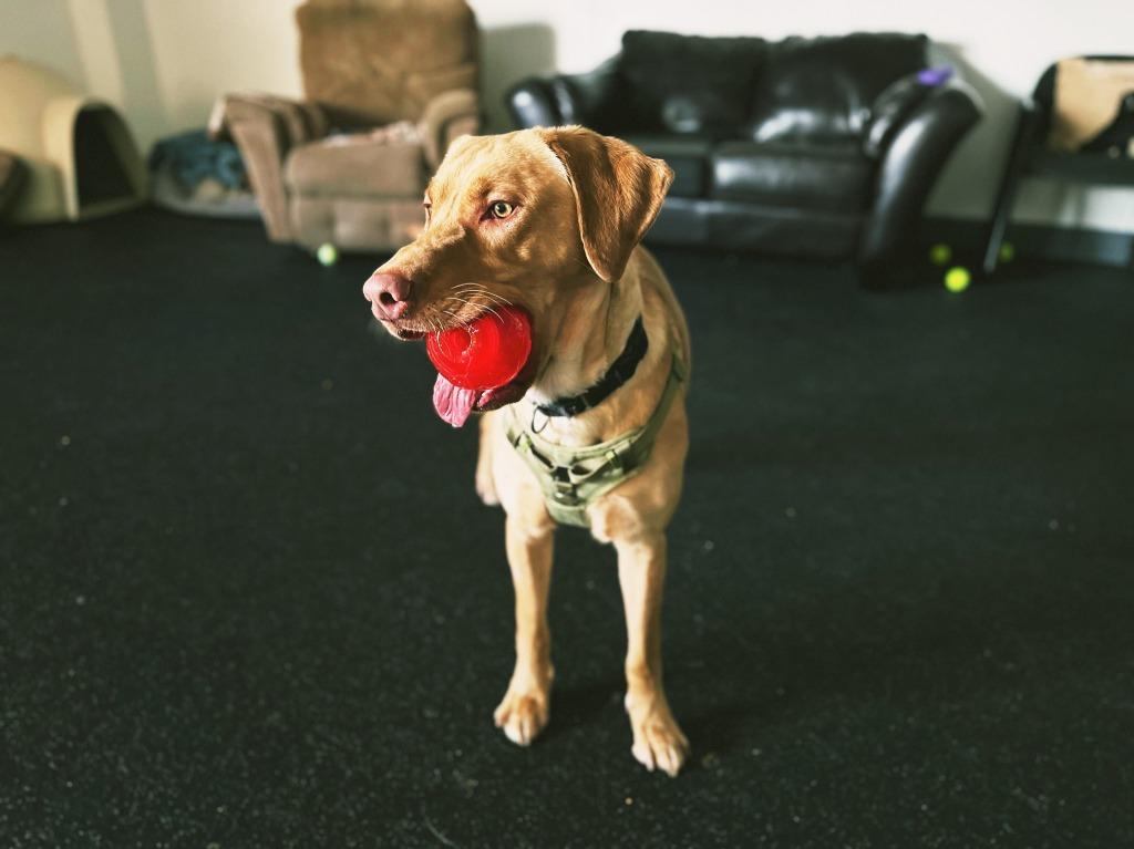 Simon, a Adoptable mixed breed in Meridian, ID image 2/6