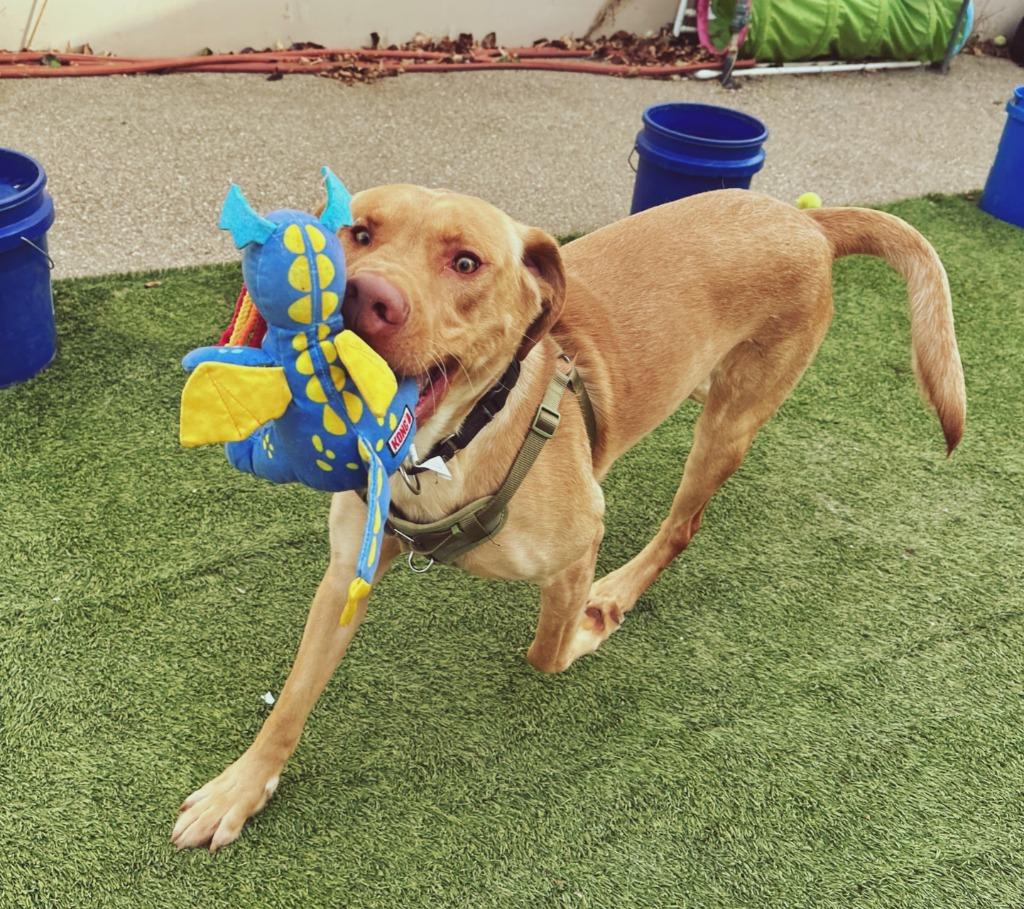 Simon, a Adoptable mixed breed in Meridian, ID image 5/6