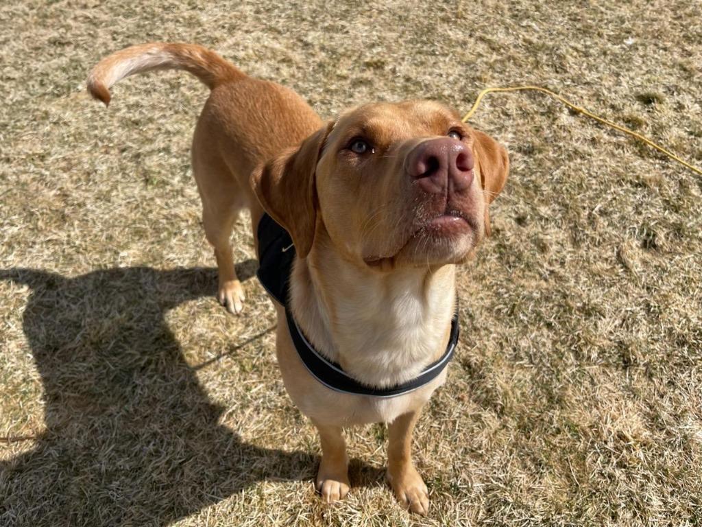Enlarge Simon, a Adoptable mixed breed in Meridian, ID image 3/6