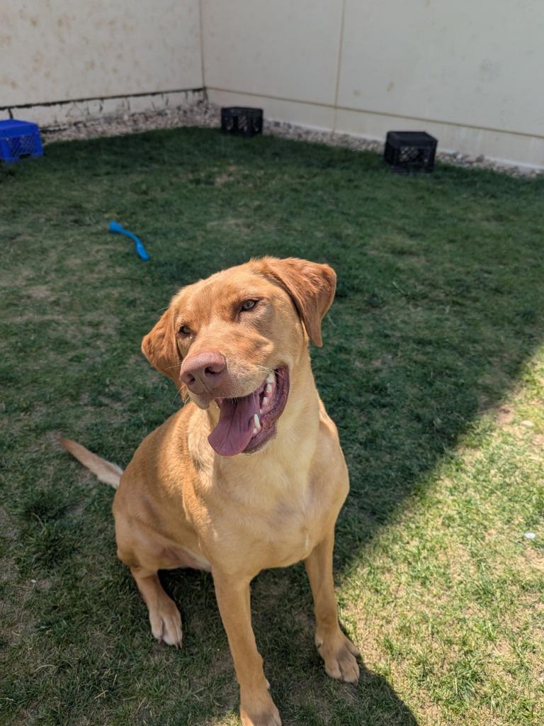 Enlarge Simon, a Adoptable mixed breed in Meridian, ID image 4/6