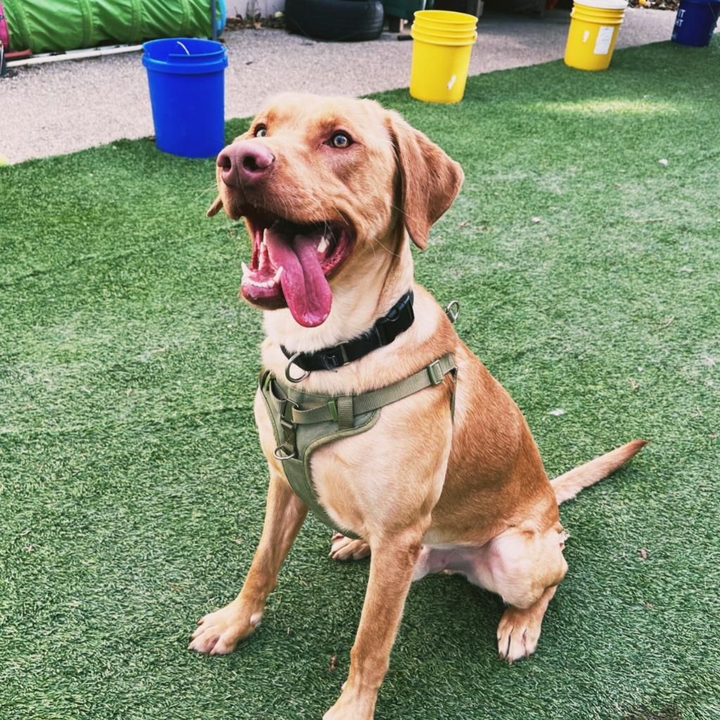 Simon, a Adoptable mixed breed in Meridian, ID image 6/6