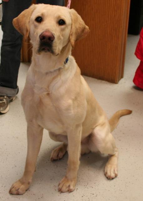 Oscar (Koichi), Adopted, Adult Male Labrador Retriever.