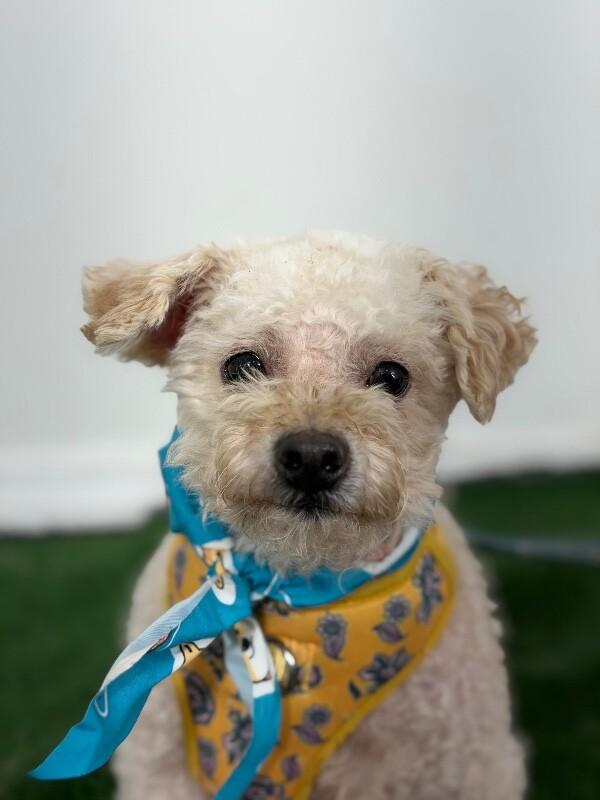 Enlarge Masya-One of our Amazing Rescue Dogs, a Adoptable mixed breed in Calabasas, CA image 1/1