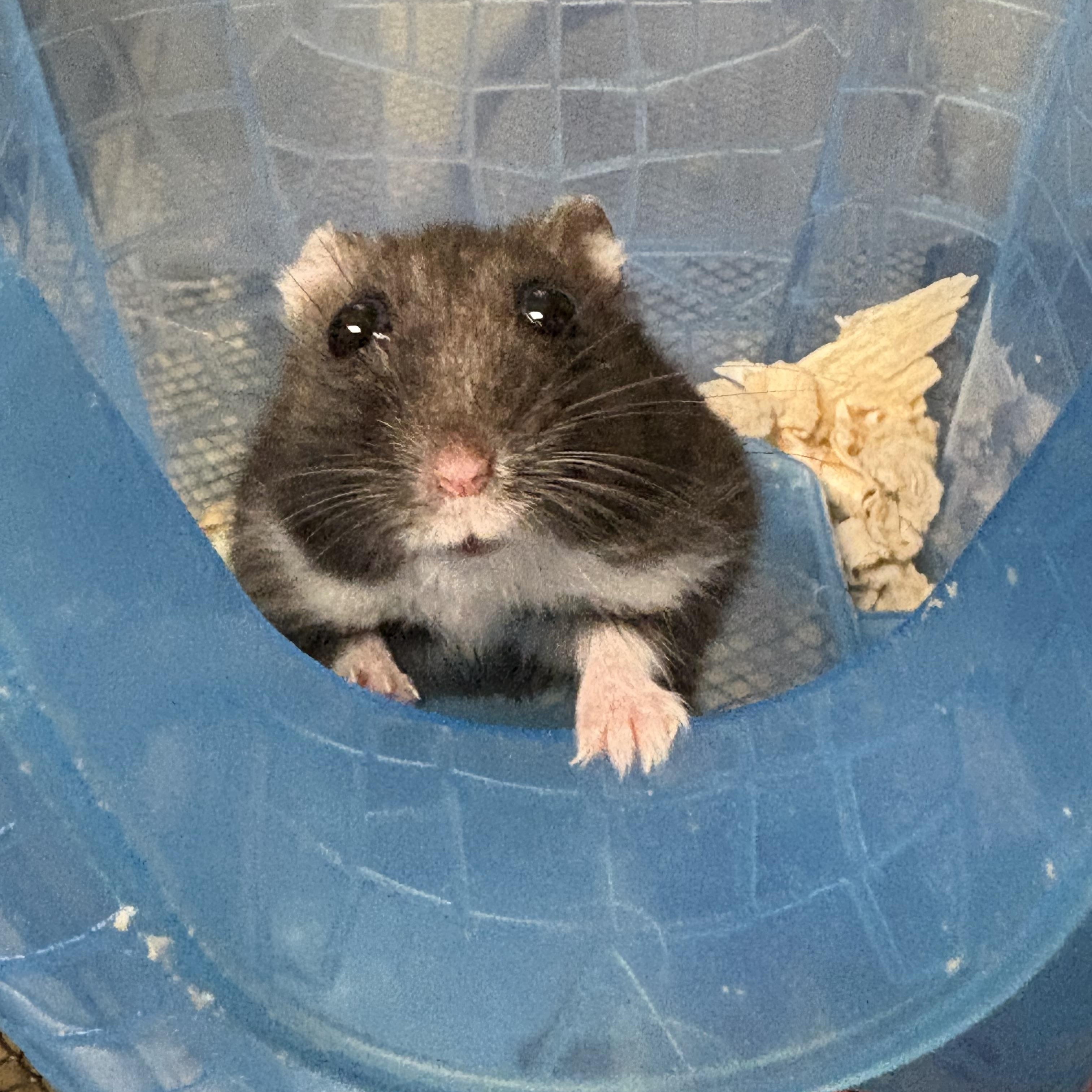 Enlarge Buggy, a Adopted mixed breed in Howell, NJ image 1/1