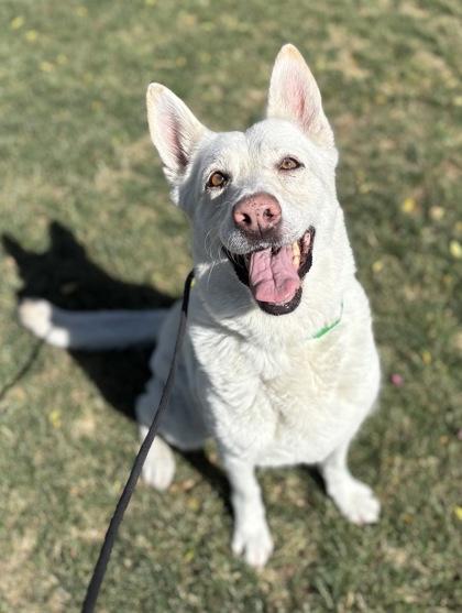 Annie, a Adoptable mixed breed in Phoenix, AZ image 1/3