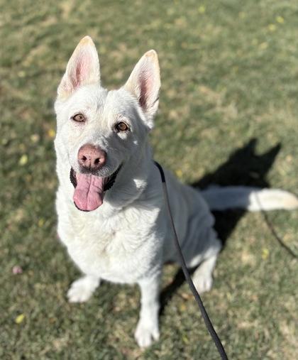 Annie, a Adoptable mixed breed in Phoenix, AZ image 2/3