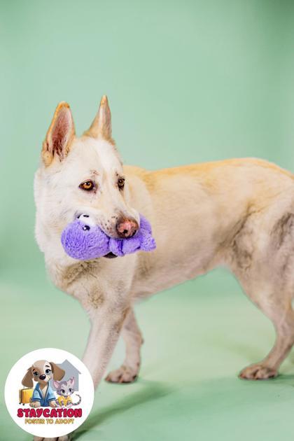 Annie, a Adoptable mixed breed in Phoenix, AZ image 2/3