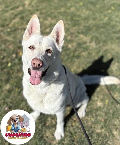 Annie, a Adoptable mixed breed in Phoenix, AZ image 3/3