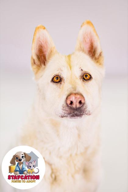Annie, a Adoptable mixed breed in Phoenix, AZ image 3/3