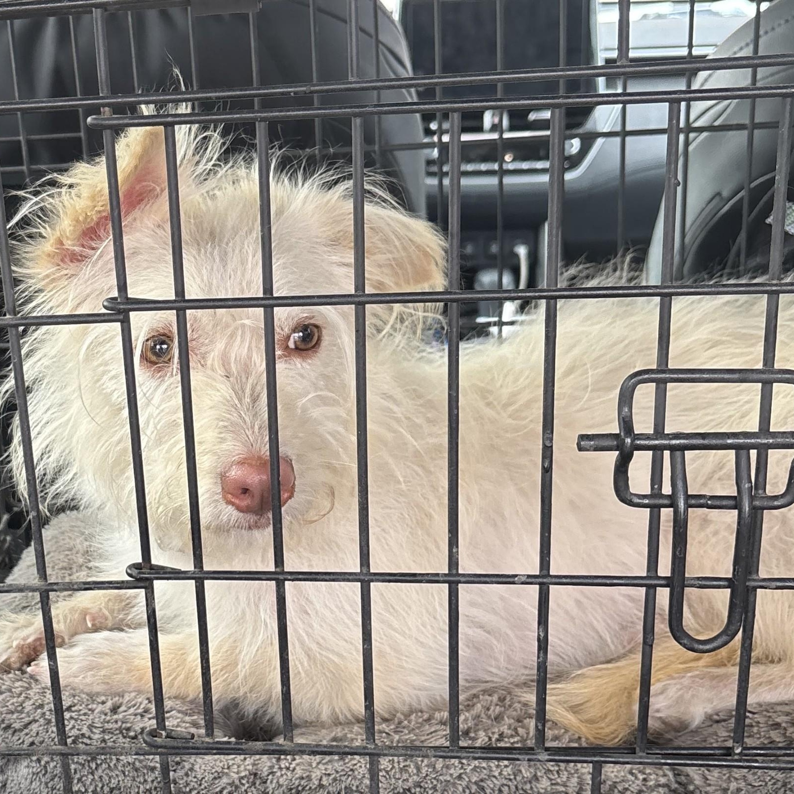 Gracie, an adopted mixed breed in Phoenix, AZ image 2/2