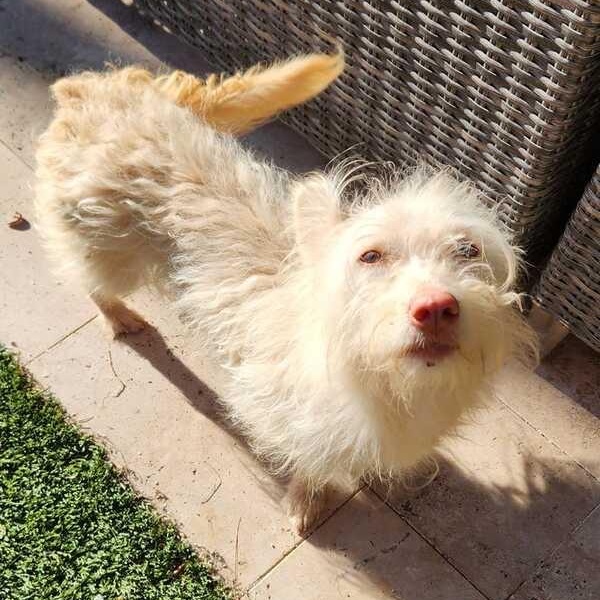 Gracie, an adopted mixed breed in Phoenix, AZ image 1/2