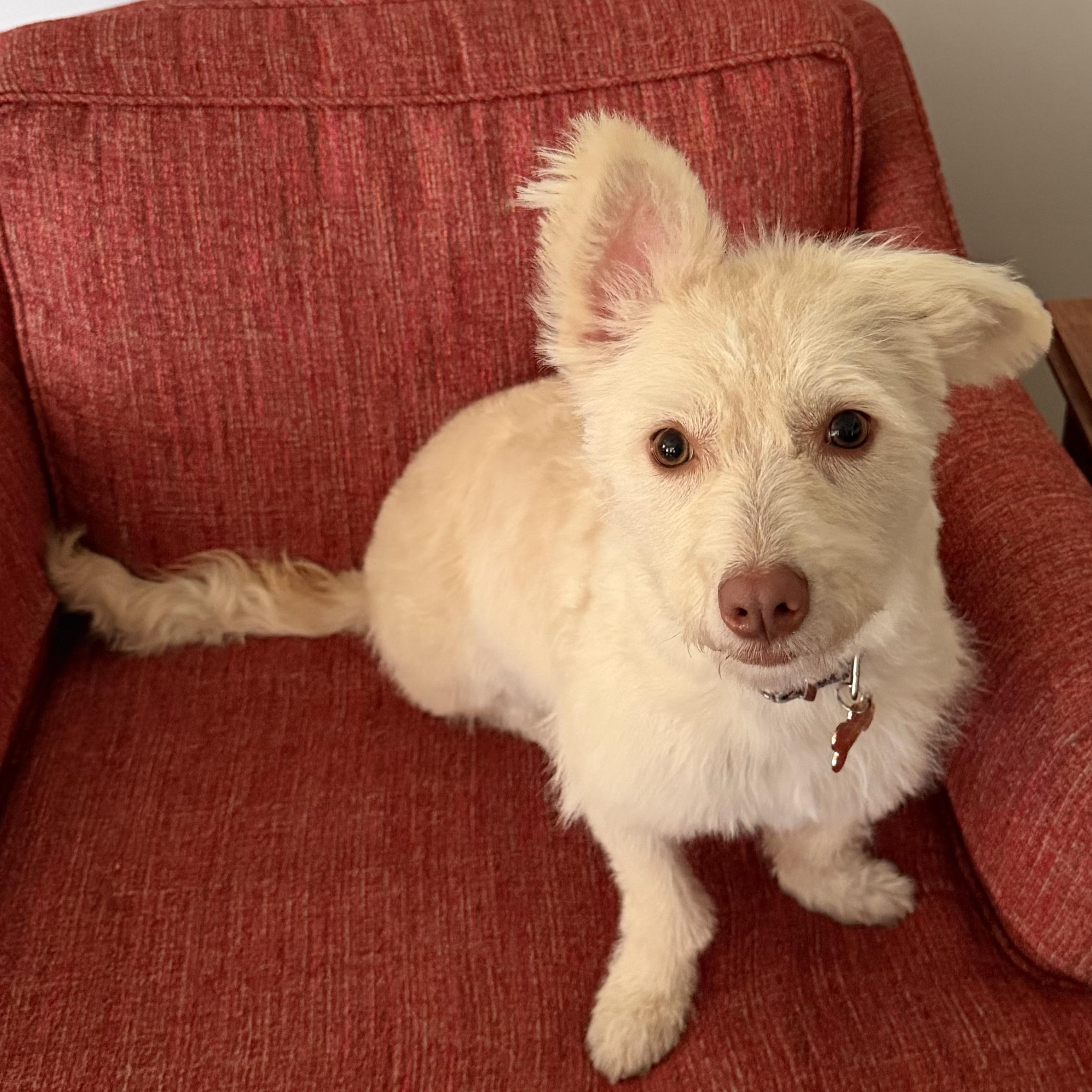 Gracie2, adopted, Young Female Terrier & Dachshund.