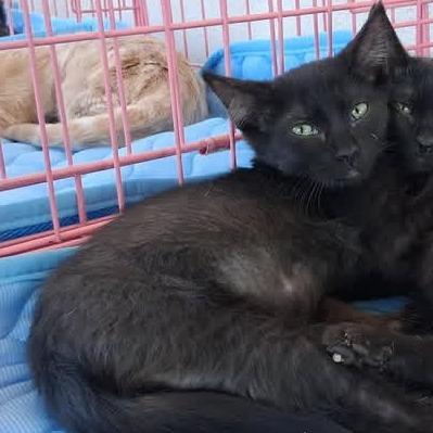 Enlarge Ozzy, a Adoptable Domestic Short Hair in Los Angeles, CA image 1/1