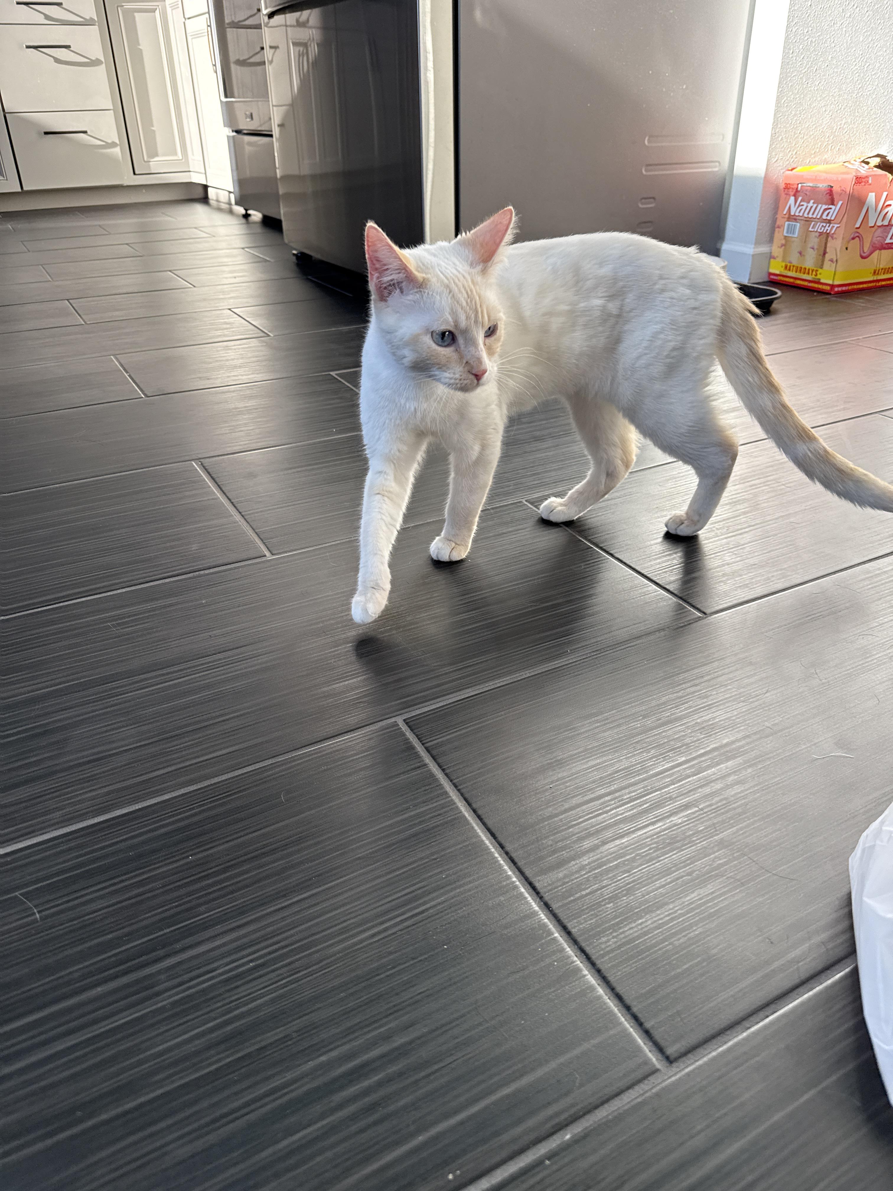 Limoncello, Adoptable, Young Female Domestic Short Hair.