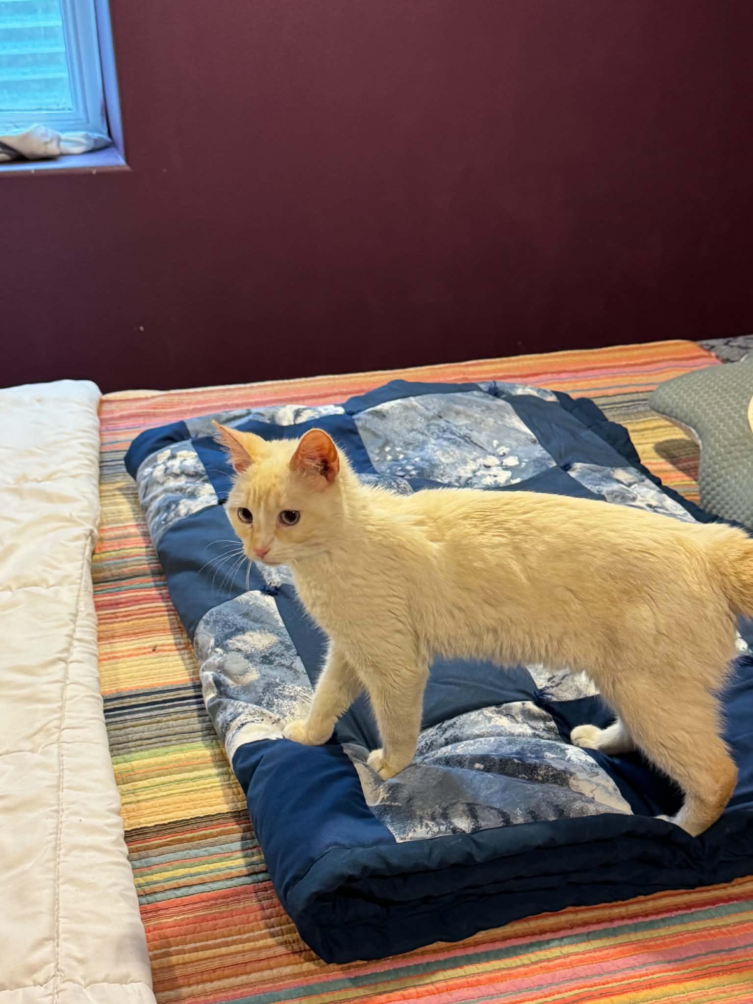 Enlarge Limoncello, a Adoptable mixed breed in Crookston, MN image 2/2